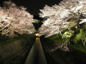 琵琶湖疏水の桜
